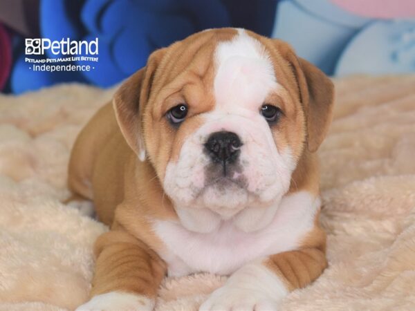 English Bulldog-DOG-Female-Red & White-2697-Petland Independence, Missouri