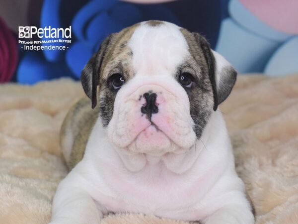 English Bulldog DOG Male Brindle & White 2696 Petland Independence, Missouri