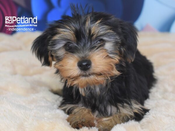 Yorkshire Terrier DOG Female Black & Gold 2695 Petland Independence, Missouri