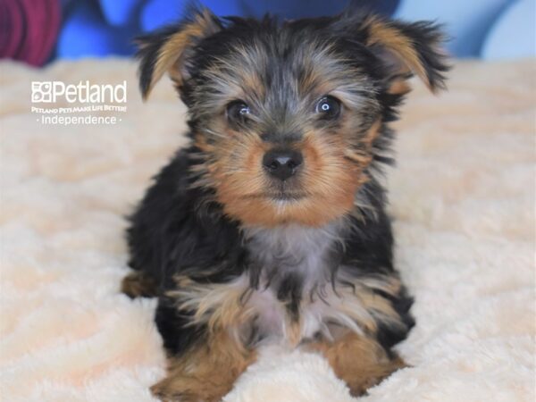 Yorkshire Terrier DOG Male Black & Gold 2694 Petland Independence, Missouri