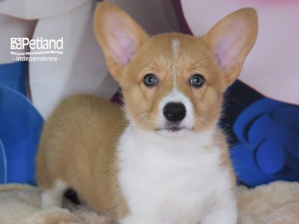 Pembroke Welsh Corgi-DOG-Female-Red & White-2705-Petland Independence & Lee's Summit, MO