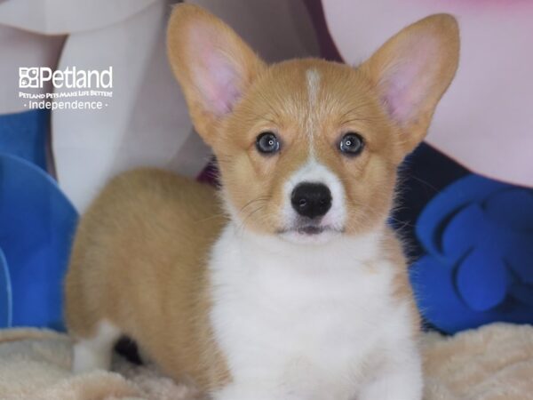 Pembroke Welsh Corgi-DOG-Female-Red & White-2705-Petland Independence, Missouri