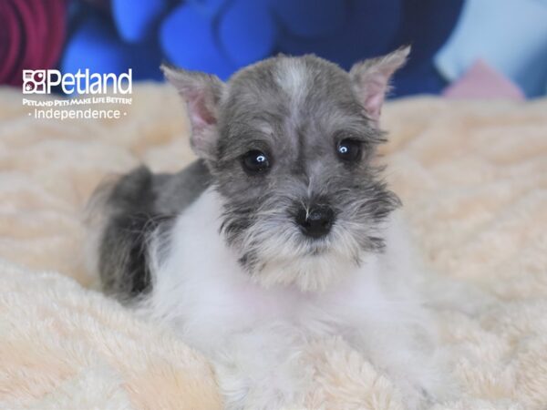 Miniature Schnauzer DOG Male Salt & Pepper Parti 2700 Petland Independence, Missouri