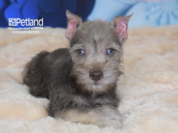 Miniature Schnauzer DOG Male Salt & Pepper Parti 2701 Petland Independence, Missouri