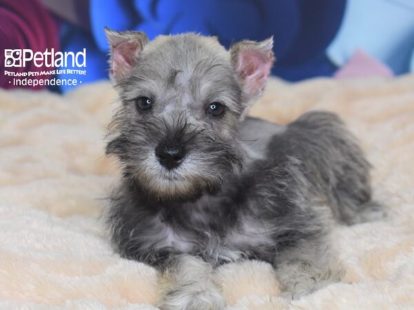 Miniature Schnauzer-DOG-Male-Liver-2699-Petland Independence & Lee's Summit, MO