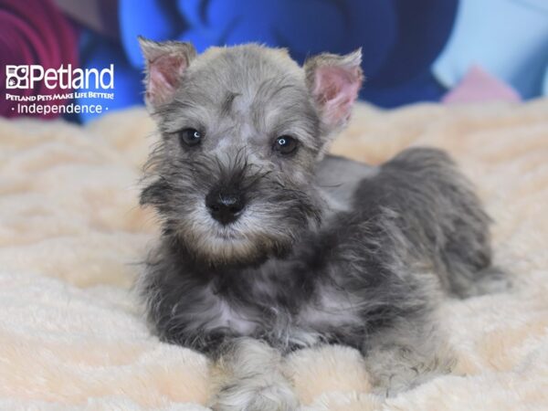 Miniature Schnauzer DOG Male Liver 2699 Petland Independence, Missouri