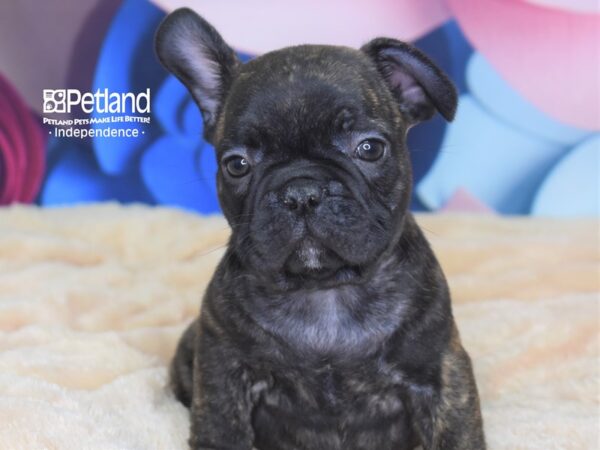 French Bulldog DOG Male Red 2706 Petland Independence, Missouri