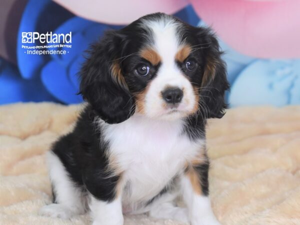Cavalier King Charles Spaniel-DOG-Male-Black White & Tan-2709-Petland Independence & Lee's Summit, MO