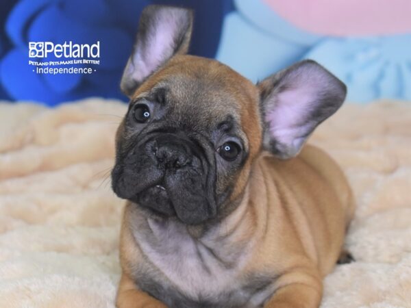 French Bulldog-DOG-Male-Brindle-2708-Petland Independence, Missouri