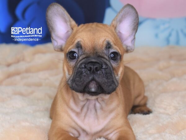 French Bulldog-DOG-Male-Red-2707-Petland Independence & Lee's Summit, MO