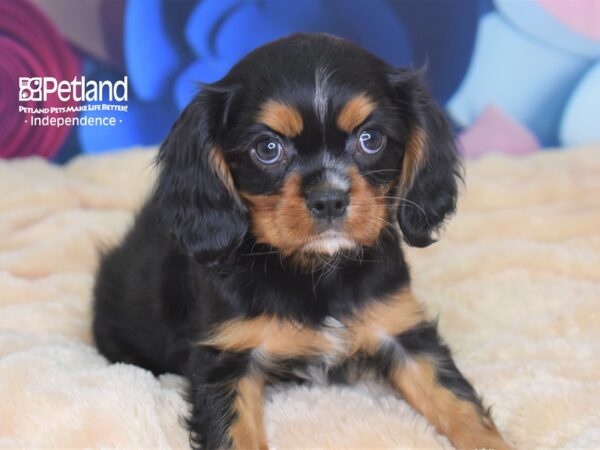 Cavalier King Charles Spaniel DOG Female Black & Tan 2710 Petland Independence, Missouri