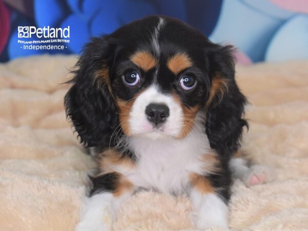 Cavalier King Charles Spaniel-DOG-Female-Black White & Tan-2711-Petland Independence & Lee's Summit, MO