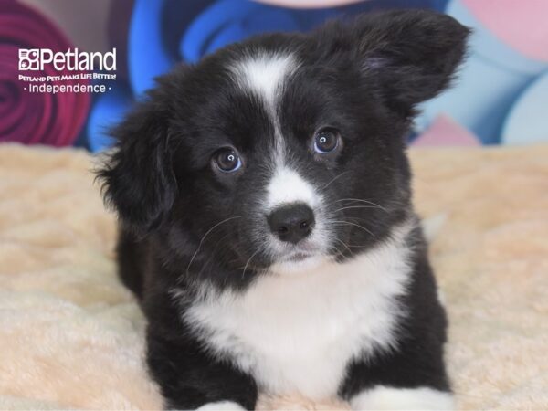 Cardigan Welsh Corgi-DOG-Female-Black White Markings-2693-Petland Independence, Missouri