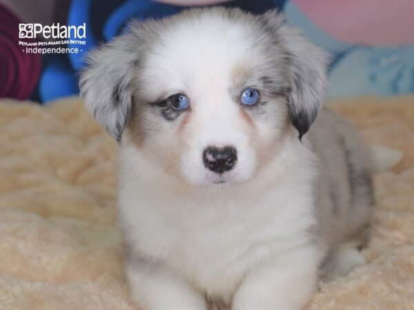 Cardigan Welsh Corgi DOG Female Blue Merle White Markings Tan Points 2692 Petland Independence, Missouri