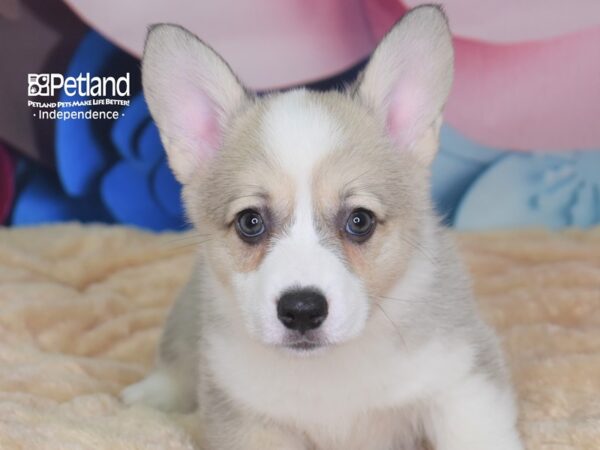 Pembroke Welsh Corgi DOG Female Cream White Markings 2712 Petland Independence, Missouri