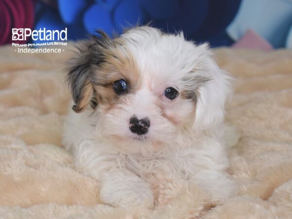 Yorkie Poo-DOG-Female-Blue Merle Parti-2724-Petland Independence & Lee's Summit, MO