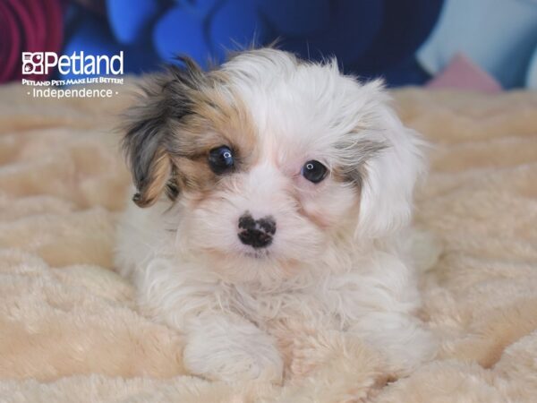 Yorkie Poo-DOG-Female-Blue Merle Parti-2724-Petland Independence, Missouri