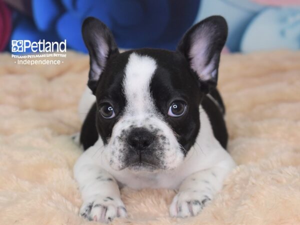 French Bulldog-DOG-Male-Black Piebald-2716-Petland Independence, Missouri