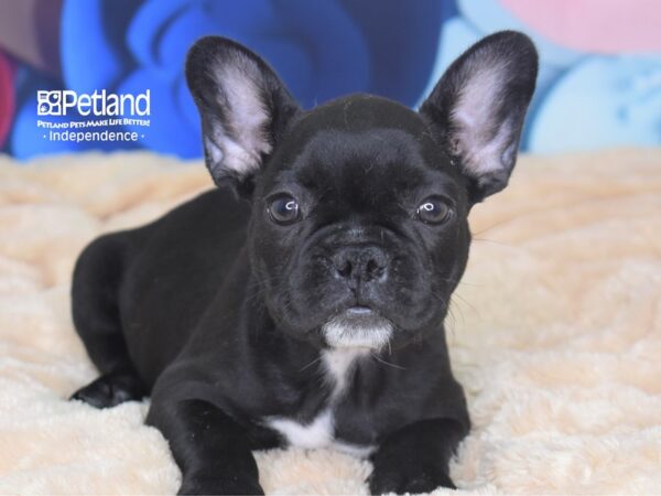 French Bulldog-DOG-Female-Black-2717-Petland Independence & Lee's Summit, MO