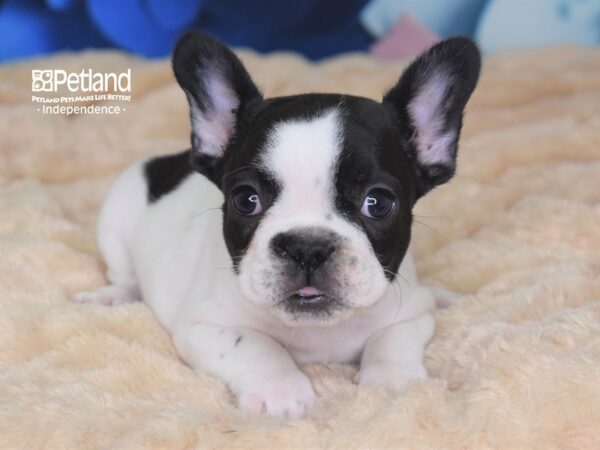 French Bulldog DOG Female Black Piebald 2718 Petland Independence, Missouri