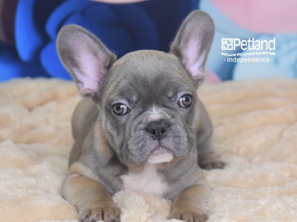 French Bulldog-DOG-Female-Blue Fawn-2720-Petland Independence & Lee's Summit, MO