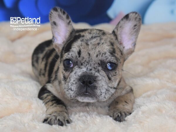 French Bulldog-DOG-Female-Chocolate Merle-2715-Petland Independence, Missouri