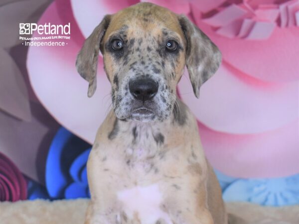 Great Dane DOG Male Fawn Merle 2721 Petland Independence, Missouri