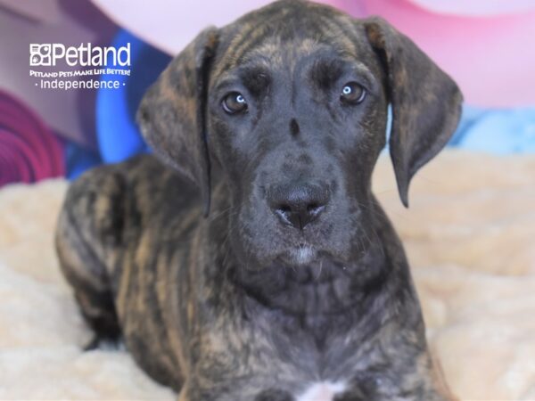 Great Dane DOG Female Brindle 2722 Petland Independence, Missouri