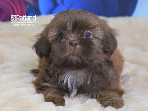 Shih Tzu-DOG-Male-Liver-2726-Petland Independence, Missouri