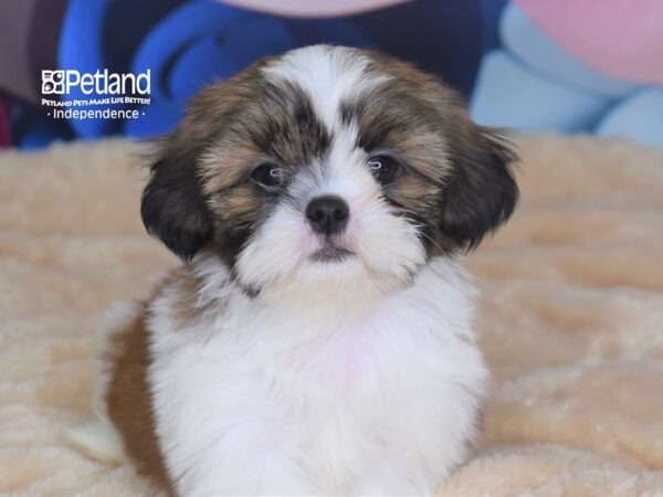 Shih Tzu-DOG-Male-Gold & White-2727-Petland Independence, Missouri