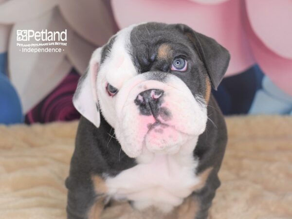 English Bulldog-DOG-Male-Blue Tan & White-2733-Petland Independence, Missouri