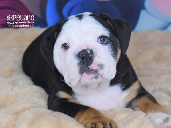 English Bulldog DOG Male Black, Tan, & White 2734 Petland Independence & Lee's Summit, MO