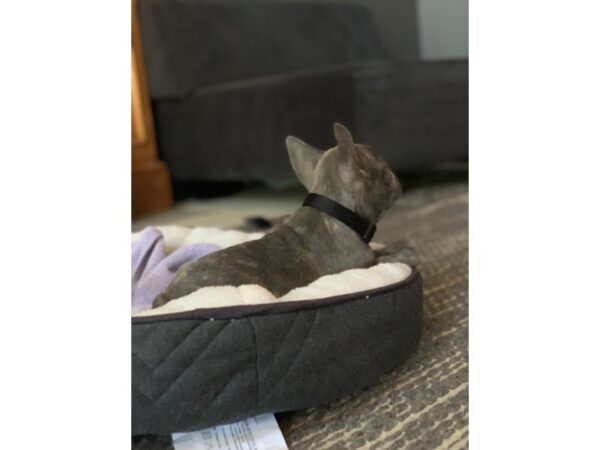 French Bulldog DOG Male Blue 2686 Petland Independence, Missouri