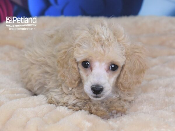 Toy Poodle-DOG-Female-Apricot-2740-Petland Independence, Missouri