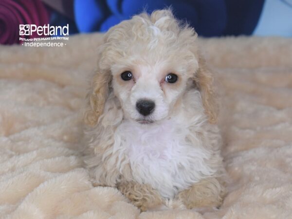 Toy Poodle-DOG-Female-Apricot-2741-Petland Independence, Missouri