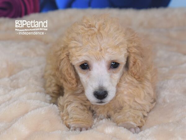 Toy Poodle DOG Female Red 2742 Petland Independence, Missouri