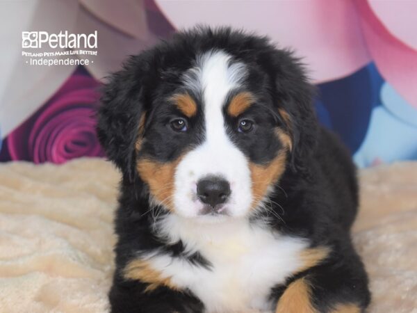 Bernese Mountain Dog-DOG-Female-Black and Rust-2731-Petland Independence, Missouri