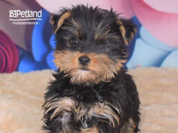 Yorkshire Terrier DOG Female Black and Tan 2739 Petland Independence, Missouri