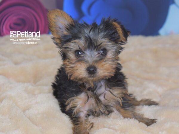 Yorkshire Terrier DOG Male Black and Tan 2737 Petland Independence, Missouri