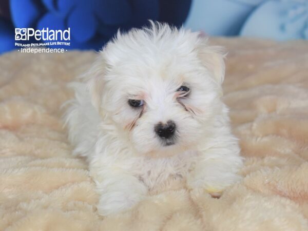 Maltese DOG Male White 2747 Petland Independence, Missouri