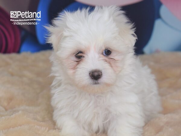 Maltese DOG Male White 2746 Petland Independence, Missouri