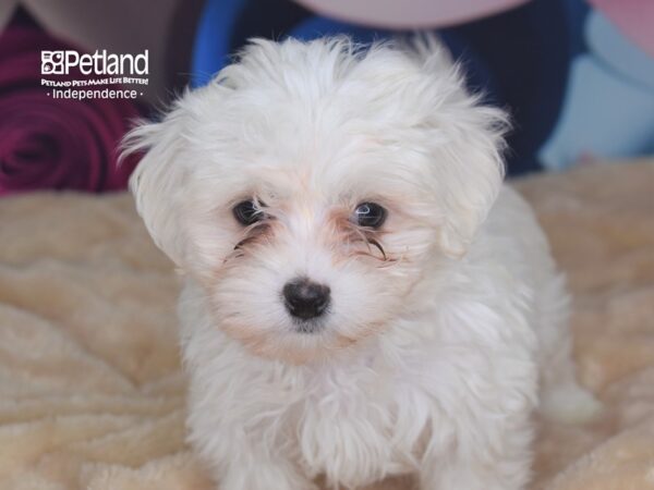 Maltese-DOG-Female-White-2735-Petland Independence & Lee's Summit, MO