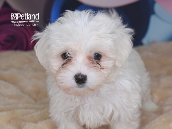 Maltese-DOG-Female-White-2735-Petland Independence, Missouri