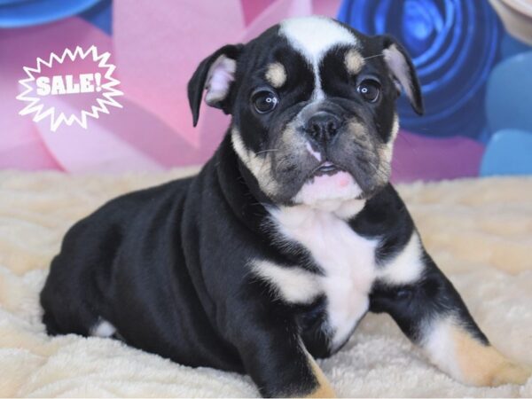 English Bulldog DOG Female Black White & Tan 2672 Petland Independence, Missouri