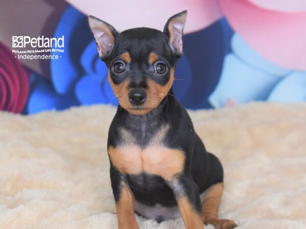 Miniature Pinscher-DOG-Male-Black & Rust-2749-Petland Independence & Lee's Summit, MO