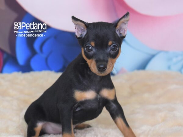 Miniature Pinscher DOG Male Black & Rust 2748 Petland Independence, Missouri