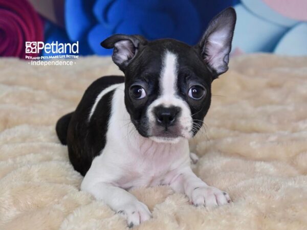 Boston Terrier DOG Female Black & White 2752 Petland Independence, Missouri