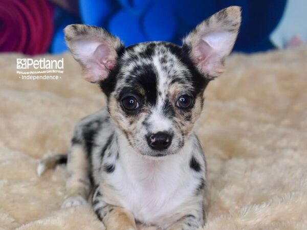 Chihuahua DOG Female Blue & Tan White Markings 2753 Petland Independence, Missouri