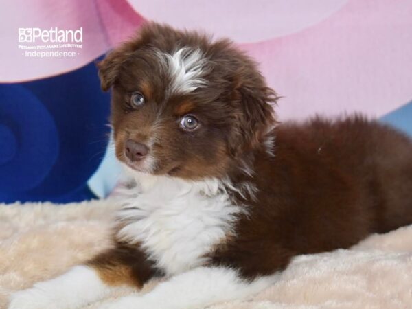 Miniature Australian Shepherd DOG Female Red White Markings Tan Points 2754 Petland Independence, Missouri