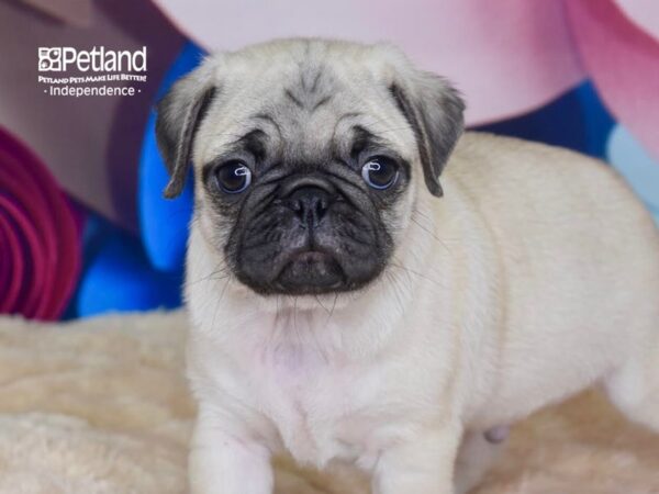 Pug-DOG-Male-Fawn-2755-Petland Independence, Missouri